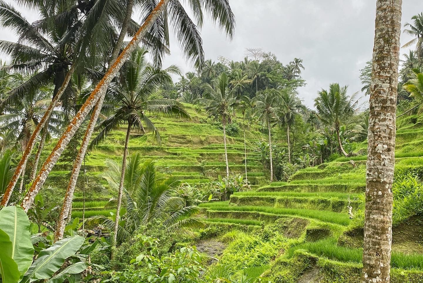Je bekijkt nu Bali, Indonesië (2) – Rijstvelden en jungle in Ubud